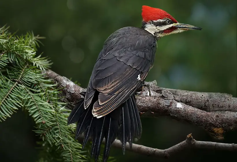 Woodpeckers