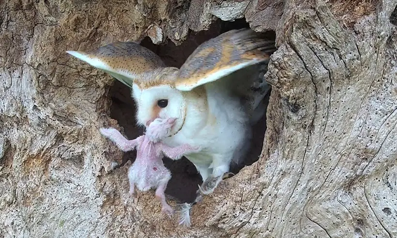Barn Owls Eat Other Small Birds