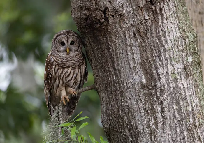 Barred owl