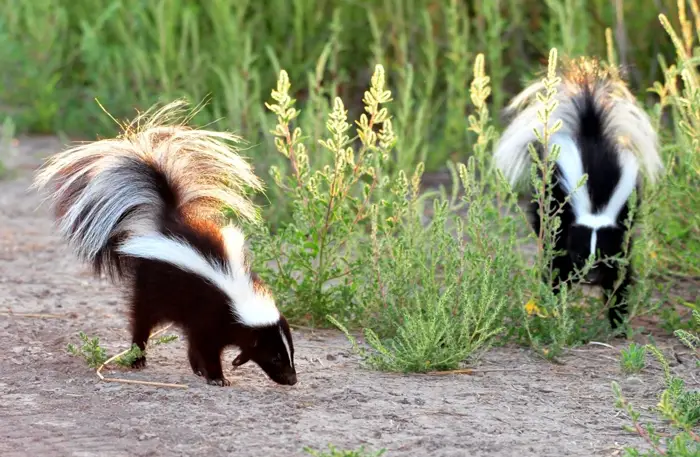 Can The Young Owl Hunt Skunks