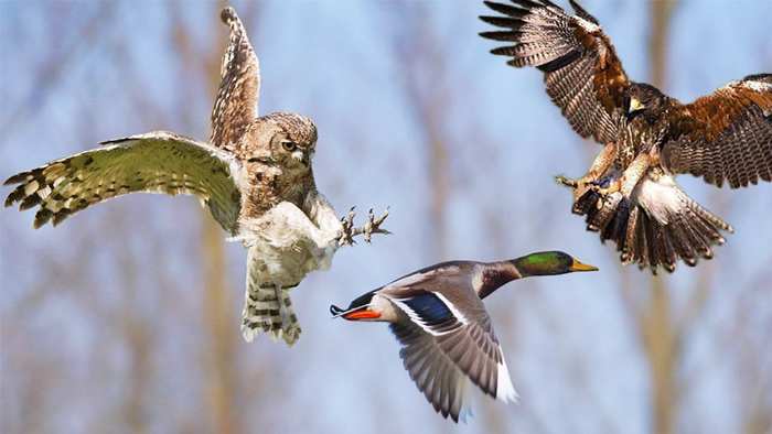 Different Species of Owls that Eat Ducks