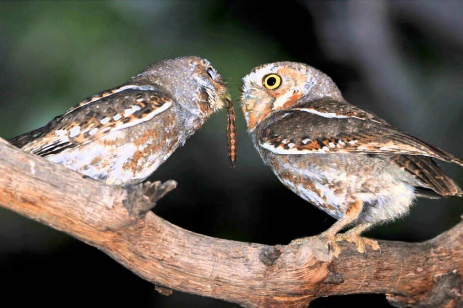 Do Owls Eat Bugs