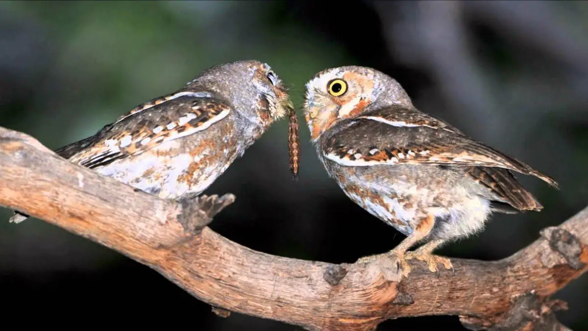 Do Owls Eat Bugs