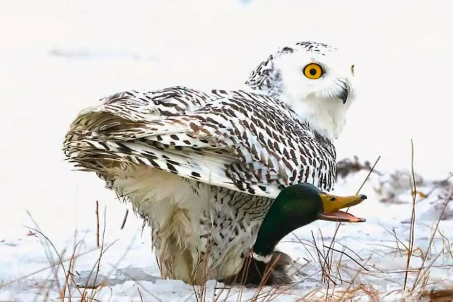 Do Owls Eat Ducks