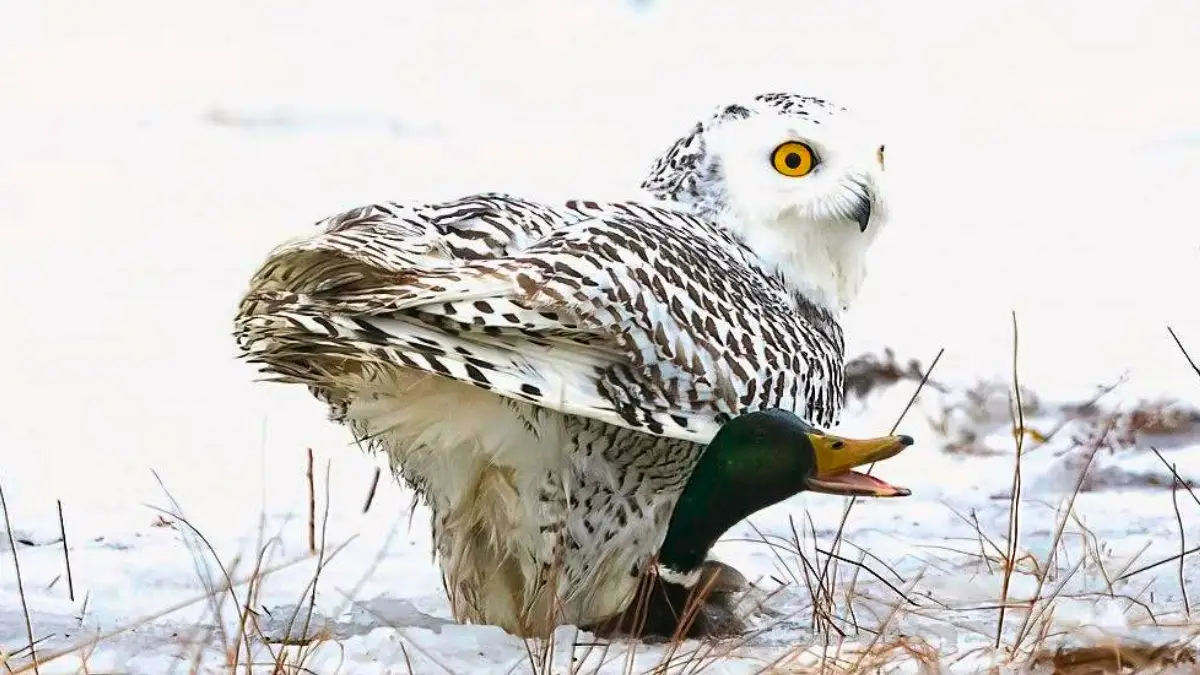 Do Owls Eat Ducks