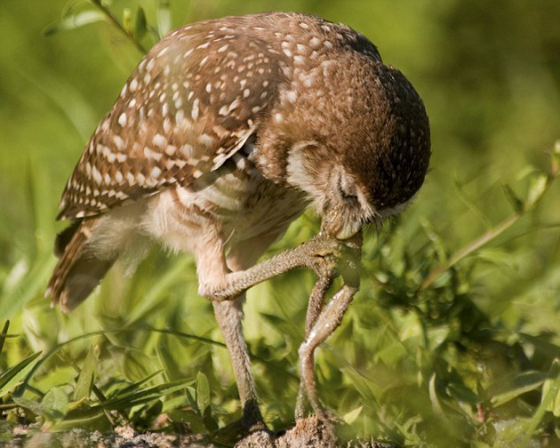 Do Owls Eat Frogs