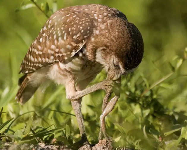 Do Owls Eat Frogs