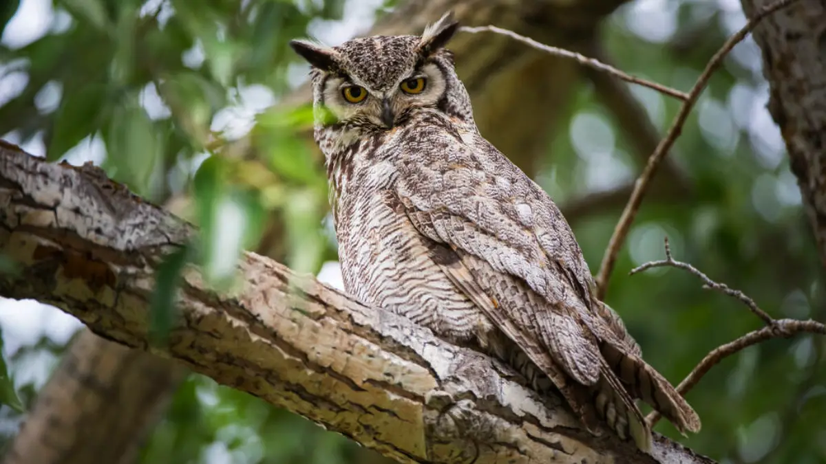 Do Owls Eat Skunks