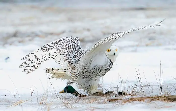 Nutritional Needs of Owls