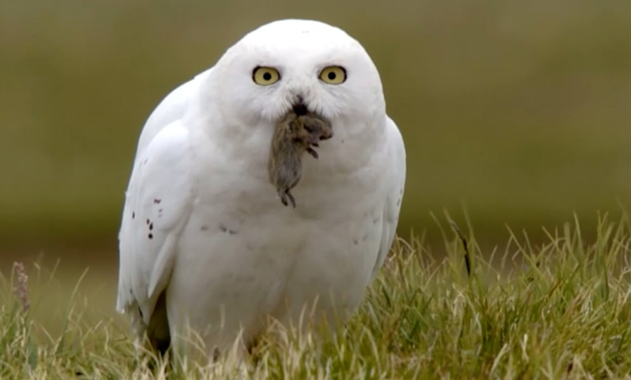 Snowy Owl conservation
