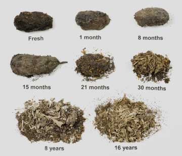 Aging of Owl’s Pellets