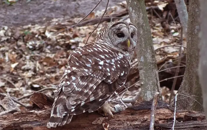 Can I Give Fish To My Pet Owl