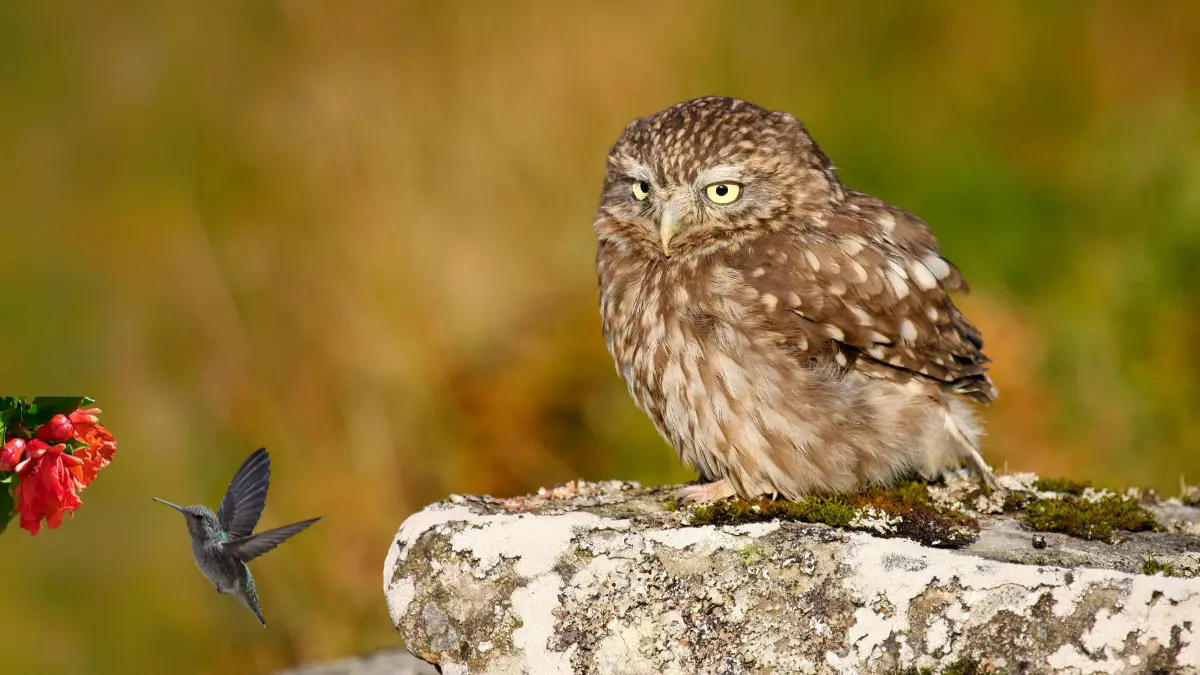 Do Owls Eat Hummingbirds