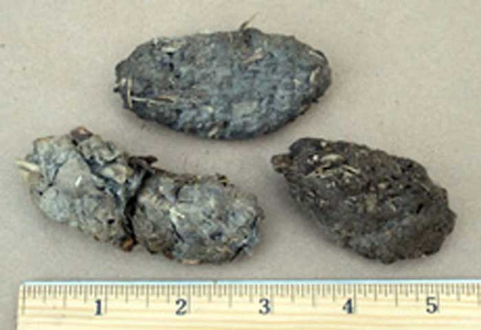 Great Horned Owl Pellets