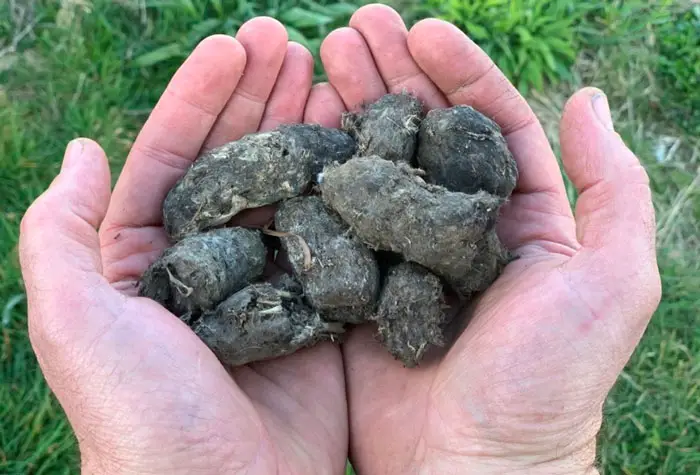 How Are Owl Pellets Formed