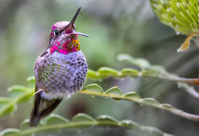 How Do Hummingbirds Protect Themselves From Owls