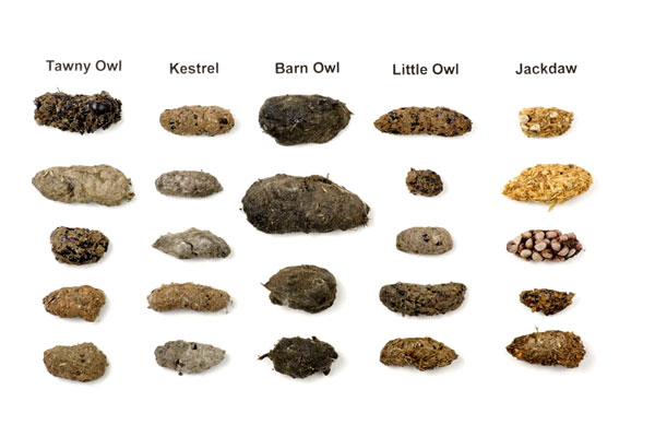 How To Identify Owl’s Pellets