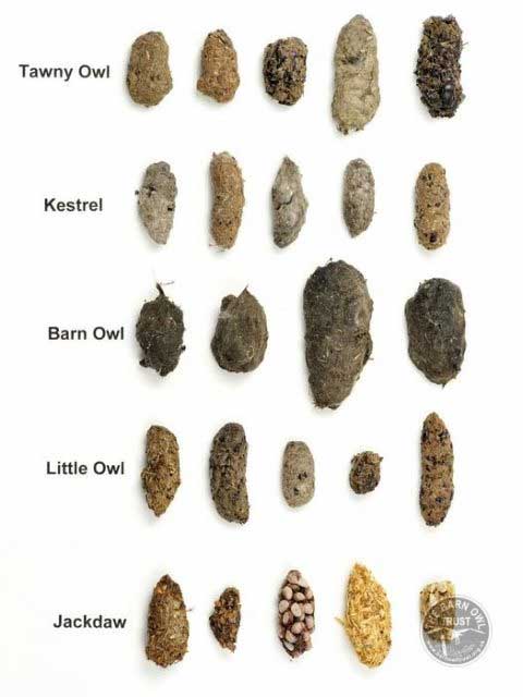 Identification of Baby Owl poops