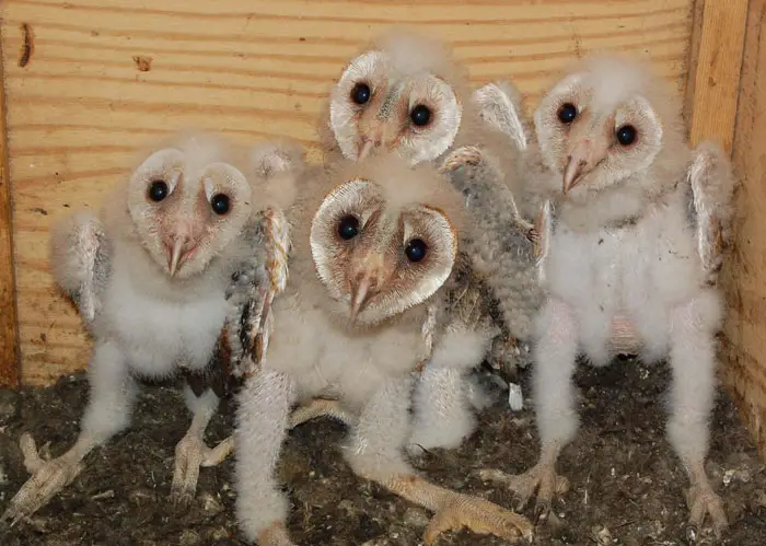 Infant Owls