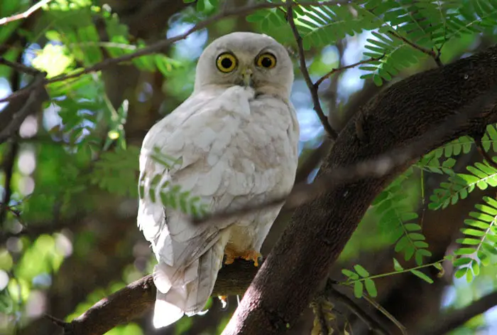 Leucistic owls