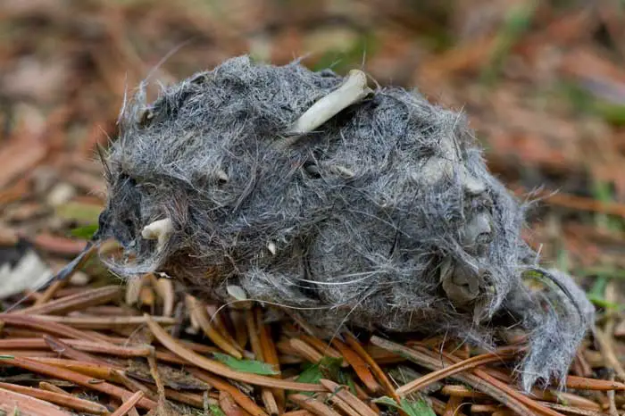 Long-eared Owl Pellets