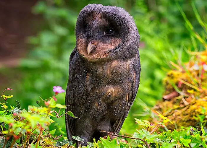Melanistic Barn Owl