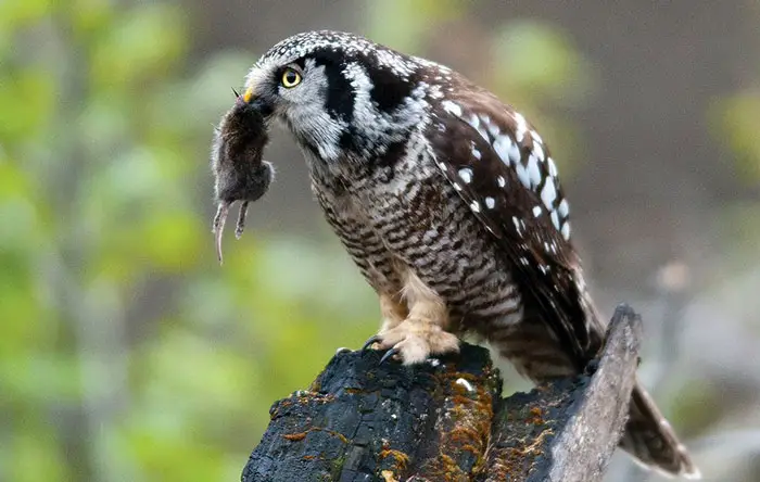 Northern Hawk Owl Eyes