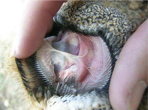 Owls Ear Internal Structure