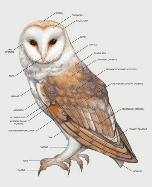 Owls External Structure
