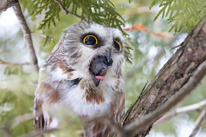 Pellet Identification Different Owl Species