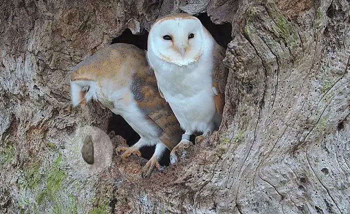 Pelleting of cute owl