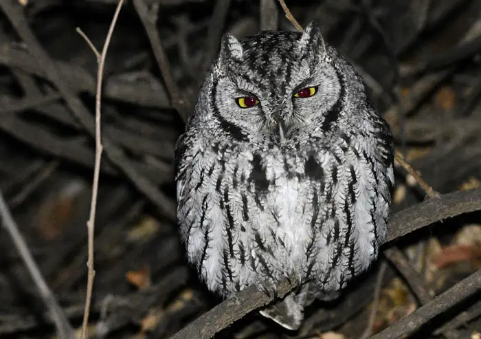 Silver Morph Eastern Screech Owls