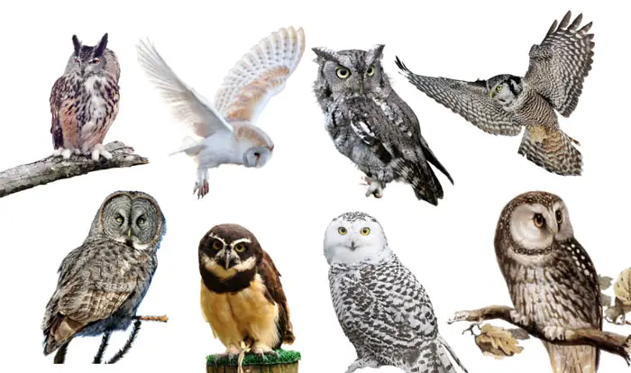 What Color Are Owls