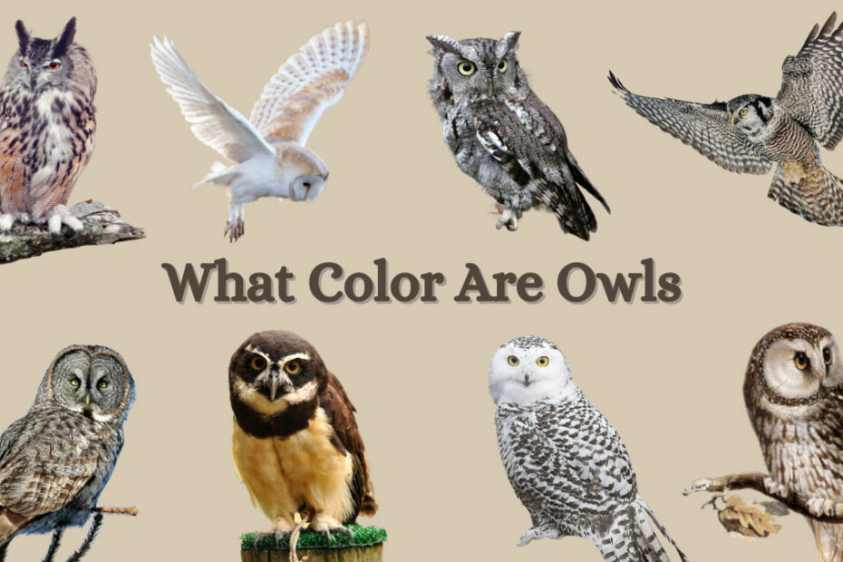 What Color Are Owls
