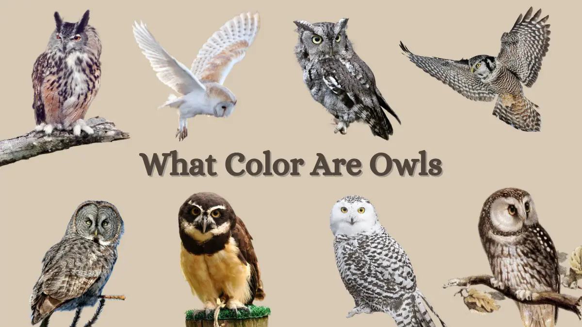 What Color Are Owls