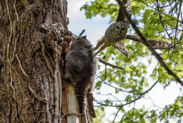 What Owls Eat Raccoons