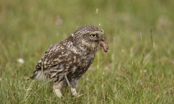 What Worms Do Owls Eat and Why