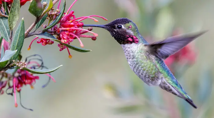 Why Do Owls Eat Hummingbirds