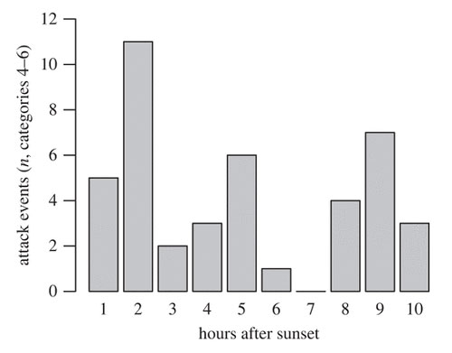 attacked bats about two hours after sunset